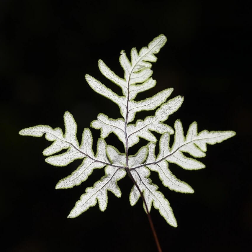 Aleuritopteris argentea is a small to medium fern with distinctive fronds that often have a silvery, powdery underside (a farinose coating) — a trait typical of many Aleuritopteris species adapted to dry or exposed rocky habitats.