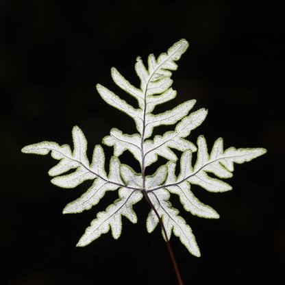 Aleuritopteris argentea is a small to medium fern with distinctive fronds that often have a silvery, powdery underside (a farinose coating) — a trait typical of many Aleuritopteris species adapted to dry or exposed rocky habitats.