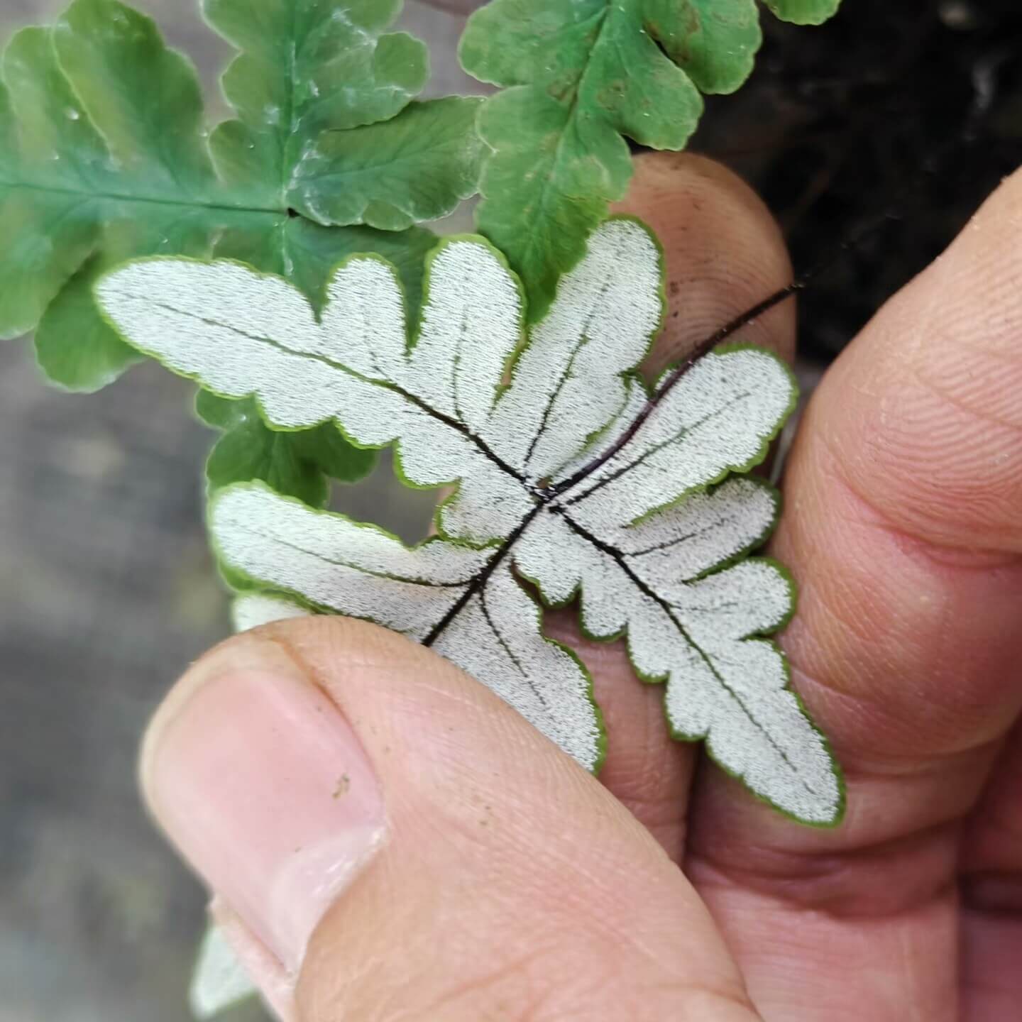 Aleuritopteris argentea is a small to medium fern with distinctive fronds that often have a silvery, powdery underside (a farinose coating) — a trait typical of many Aleuritopteris species adapted to dry or exposed rocky habitats.