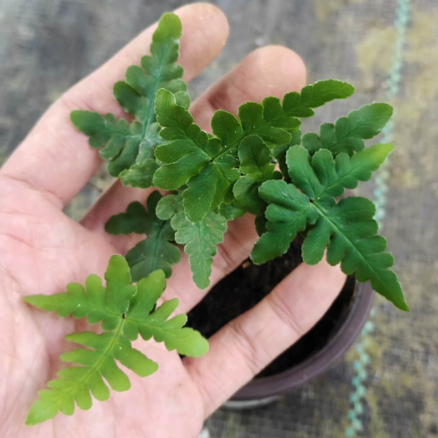 Aleuritopteris argentea is a small to medium fern with distinctive fronds that often have a silvery, powdery underside (a farinose coating) — a trait typical of many Aleuritopteris species adapted to dry or exposed rocky habitats.