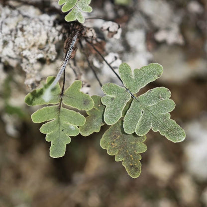 Aleuritopteris sichouensis is a small epiphytic fern from the Pteridaceae family and the Aleuritopteris genus. This species is native to China and Vietnam, making it an excellent choice for tropical and subtropical plant enthusiasts.