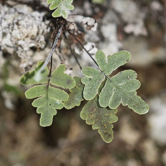 Aleuritopteris sichouensis is a small epiphytic fern from the Pteridaceae family and the Aleuritopteris genus. This species is native to China and Vietnam, making it an excellent choice for tropical and subtropical plant enthusiasts.