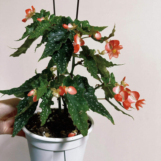 Angel Wing Begonia (Begonia 'Lois Burke') is a bushy, cane-type hybrid prized for its foliage and blooms. Its bright green leaves are adorned with small silver spots, creating a striking visual contrast. The plant produces clusters of tangerine-orange flowers almost year-round, making it both decorative and floriferous.