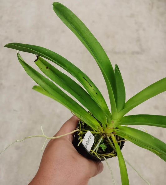 Registered by F. Hillerman in 1982, Angraecum Longiscott is a primary hybrid (grex) formed from a cross between Angraecum longicalcar and Angraecum scottianum.