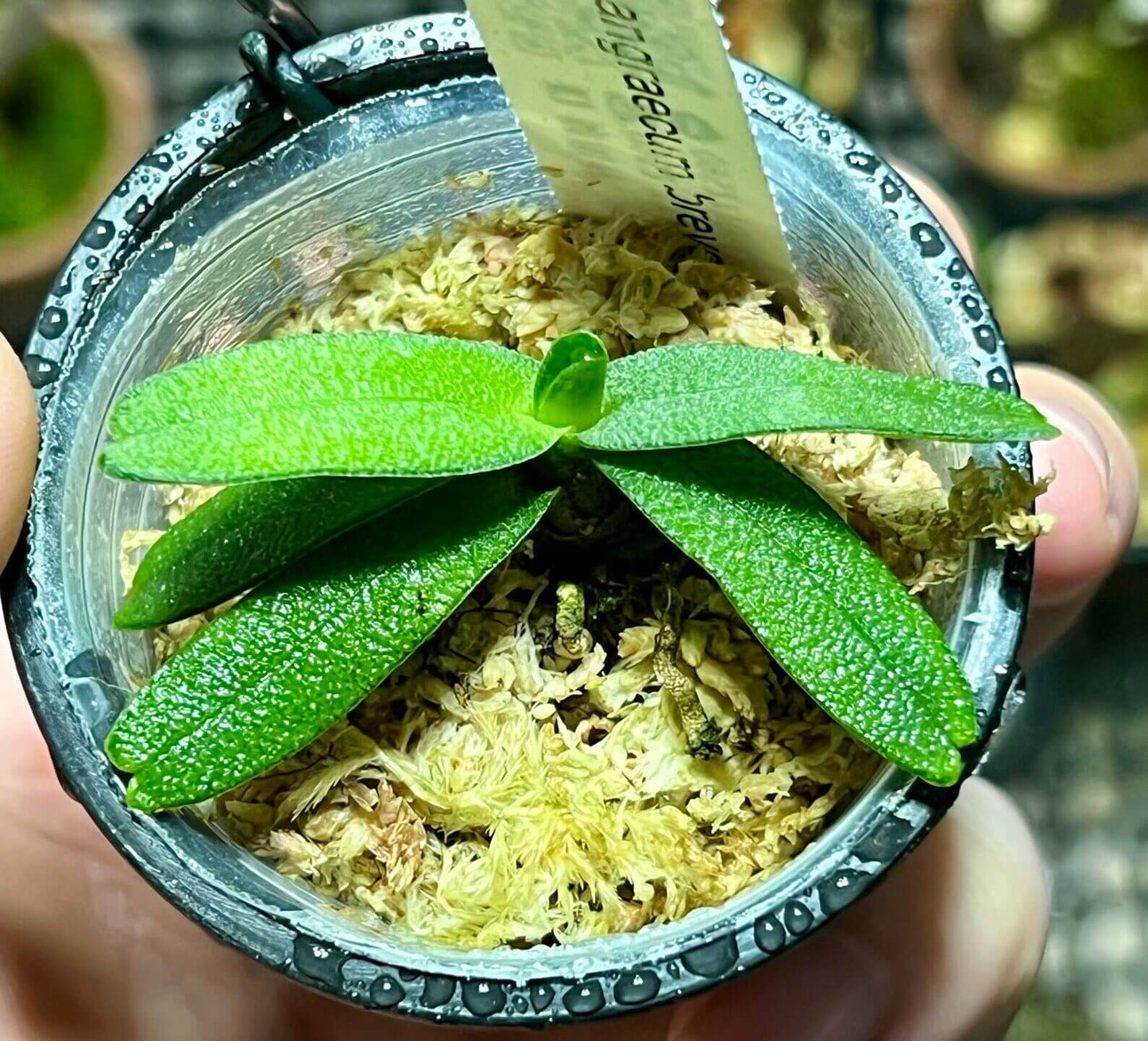 Angraecum breve is a miniature epiphytic orchid native to Madagascar, where it grows on lichen-covered tree branches in cool to intermediate elevations. It has a compact habit with short stems and leathery, grey-green leaves, producing small, star-shaped flowers that are typically white with green markings and a slender spur; like many angraecoids, the blooms are often fragrant at night, attracting moth pollinators.
