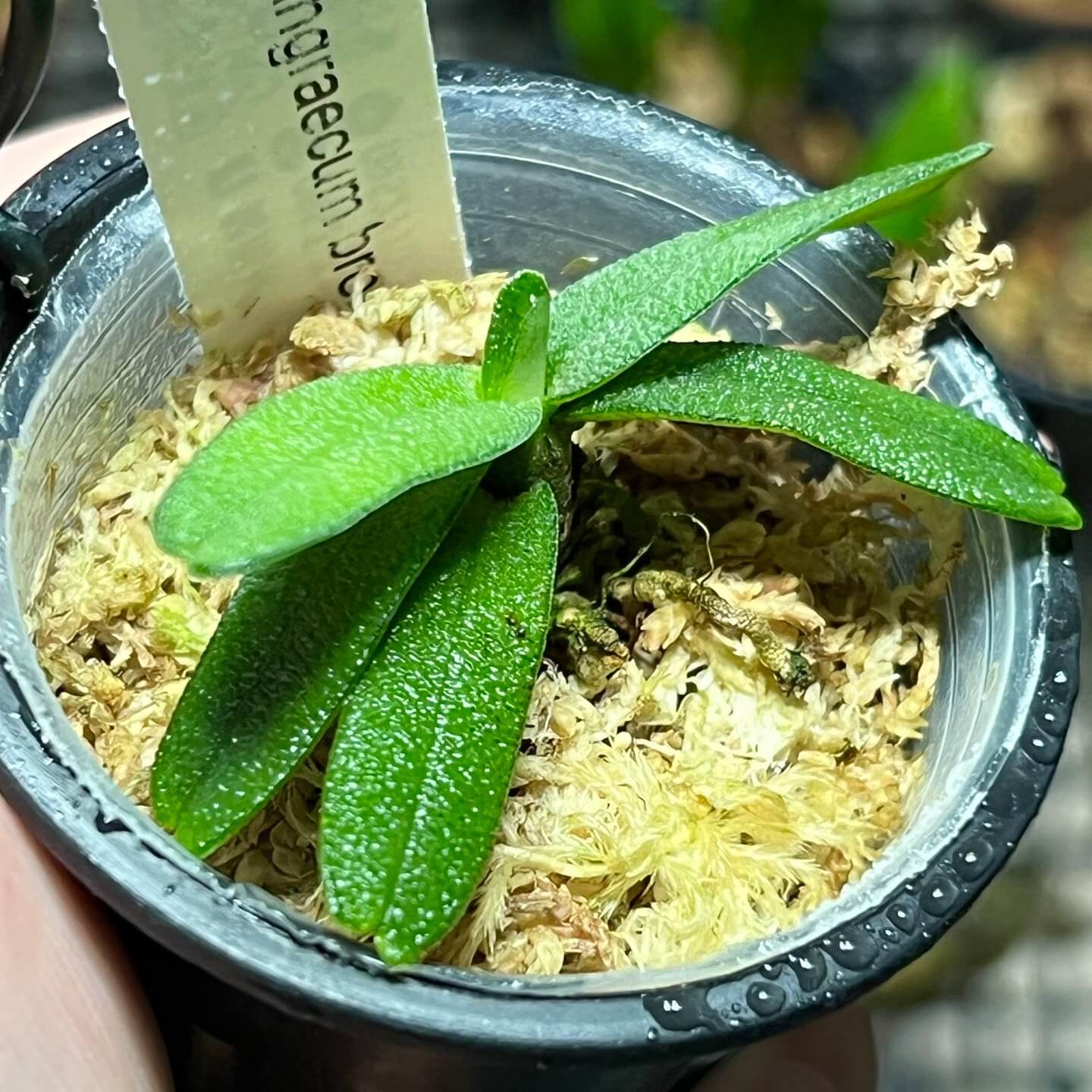 Angraecum breve is a miniature epiphytic orchid native to Madagascar, where it grows on lichen-covered tree branches in cool to intermediate elevations. It has a compact habit with short stems and leathery, grey-green leaves, producing small, star-shaped flowers that are typically white with green markings and a slender spur; like many angraecoids, the blooms are often fragrant at night, attracting moth pollinators.