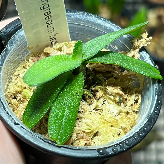 Angraecum breve is a miniature epiphytic orchid native to Madagascar, where it grows on lichen-covered tree branches in cool to intermediate elevations. It has a compact habit with short stems and leathery, grey-green leaves, producing small, star-shaped flowers that are typically white with green markings and a slender spur; like many angraecoids, the blooms are often fragrant at night, attracting moth pollinators.