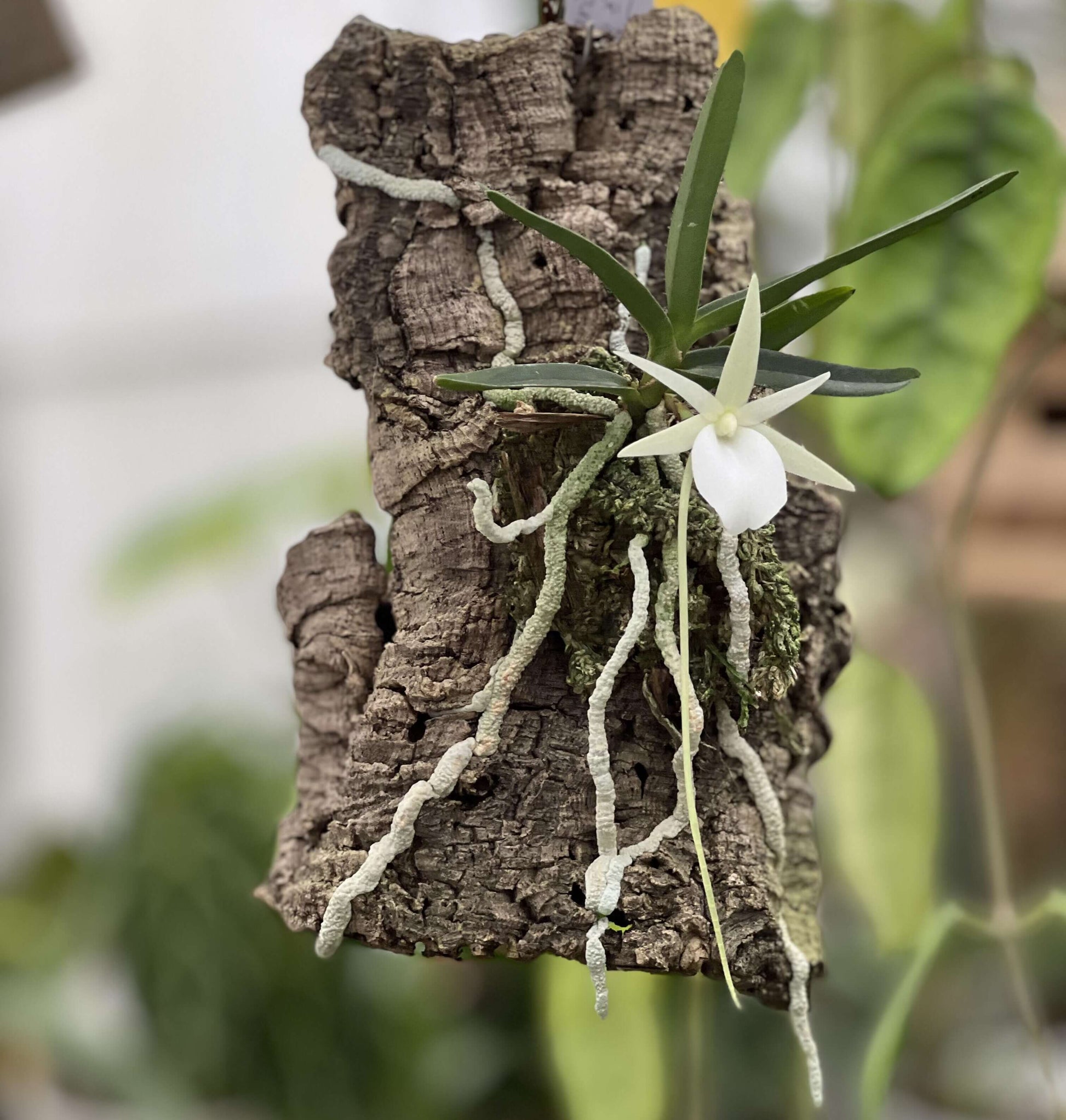 Angraecum didieri is a miniature to small-sized epiphytic orchid, native to the humid evergreen forests of eastern to southeastern Madagascar, where it typically grows at elevations of 600–1500 m.