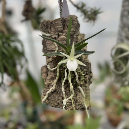 Angraecum didieri is a miniature to small-sized epiphytic orchid, native to the humid evergreen forests of eastern to southeastern Madagascar, where it typically grows at elevations of 600–1500 m.