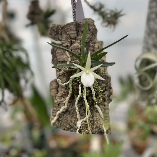 Angraecum didieri is a miniature to small-sized epiphytic orchid, native to the humid evergreen forests of eastern to southeastern Madagascar, where it typically grows at elevations of 600–1500 m.