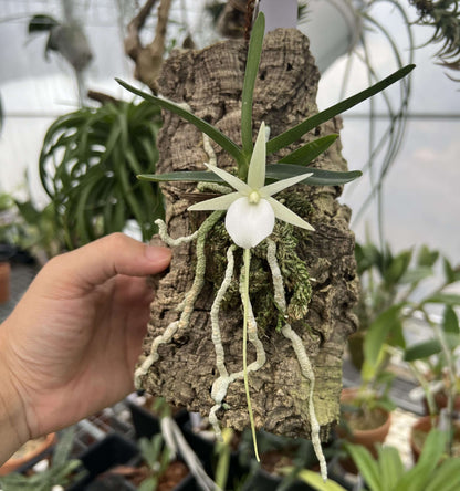 Angraecum didieri is a miniature to small-sized epiphytic orchid, native to the humid evergreen forests of eastern to southeastern Madagascar, where it typically grows at elevations of 600–1500 m.