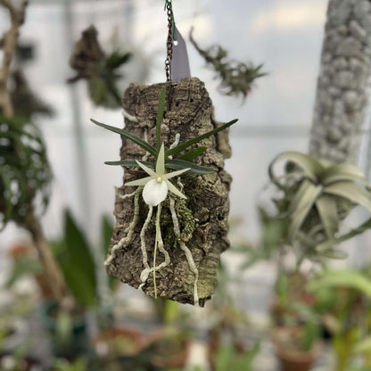 Angraecum didieri is a miniature to small-sized epiphytic orchid, native to the humid evergreen forests of eastern to southeastern Madagascar, where it typically grows at elevations of 600–1500 m.