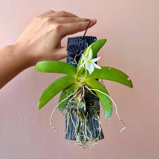 Angraecum leonis is native to Madagascar and the Comoro Islands, where it typically grows as an epiphyte at elevations from sea level up to 1,200 meters.