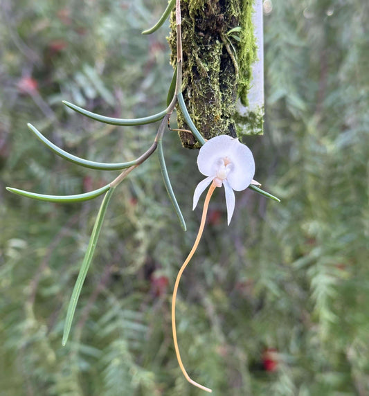 Angraecum pseudofilicornu is a miniature, fragrant orchid native to the mossy forests of northern Madagascar, typically found at elevations between 960 and 1,800 meters. This species is characterized by its branching, vine-like growth and fine, terete leaves. It produces white, fragrant flowers that bloom throughout the year, adding a delightful scent to its surroundings.