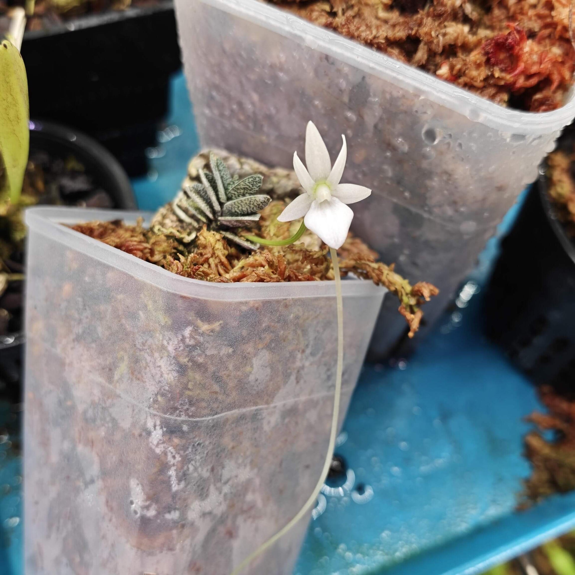 Angraecum urschianum is a rare miniature epiphytic orchid native to the mossy montane rainforests of east-central Madagascar, where it grows at approximately 1,000–1,200 m (3,300–3,900 ft). It forms a compact plant with stiff, dark green, keeled leaves featuring raised pale markings and distinctly toothed, unevenly bilobed tips. In autumn, several short, axillary inflorescences may emerge simultaneously, each carrying a solitary, elegant white flower measuring around 2.5 cm (1 in) across.