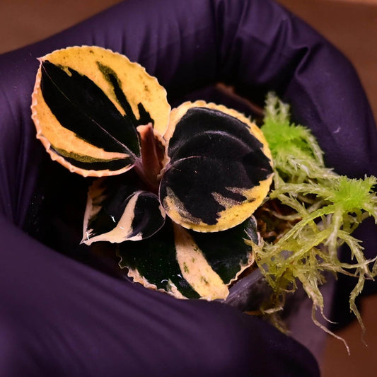 Anoectochilus 'Black Swan' Jewel Orchid is a rare and captivating terrestrial orchid, prized for its striking foliage. The leaves are a deep, velvety black-green, dramatically accented with a fine golden variegation tracing the outer edges, creating a luminous border that highlights their elegant form.