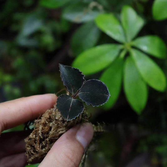 Anoectochilus 'Black Swan' Jewel Orchid is a rare and dramatic terrestrial orchid admired for its exceptionally dark, almost black, velvety foliage. Its compact, creeping growth habit and ability to thrive in humid, shaded conditions make it ideal for terrarium culture.