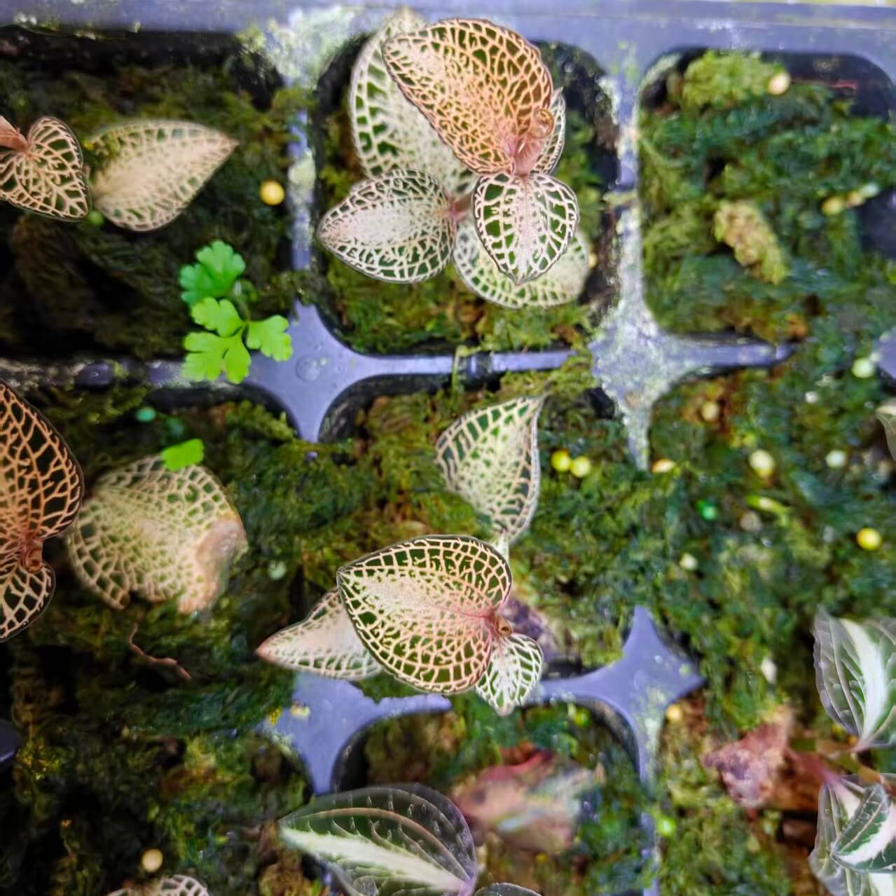 Anoectochilus roxburghii ‘Gold’ is a show-stopping gold-veined jewel orchid perfectly suited for humid, controlled and compact terrarium settings. Provide filtered light, tropical warmth, constant moisture without stagnation, and minimal feeding. In return, it rewards with glowing foliage that looks almost otherworldly. If you're crafting a living art piece inside glass, this cultivar is a top pick!