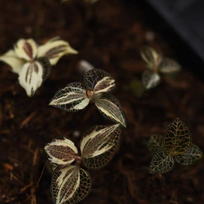 Anoectochilus roxburghii 'Albomarginata' is a miniature to small-sized, hot to cool-growing terrestrial orchid that thrives in rich humus within damp crevices. With its compact growth habit and preference for high humidity and low light, it is well-suited for terrarium cultivation.