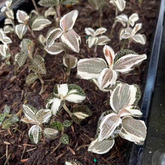 Anoectochilus roxburghii 'Albomarginata' is a miniature to small-sized, hot to cool-growing terrestrial orchid that thrives in rich humus within damp crevices. With its compact growth habit and preference for high humidity and low light, it is well-suited for terrarium cultivation.