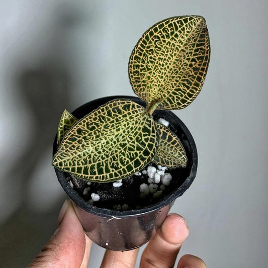Anoectochilus roxburghii ‘Gold’ is a show-stopping gold-veined jewel orchid perfectly suited for humid, controlled and compact terrarium settings. Provide filtered light, tropical warmth, constant moisture without stagnation, and minimal feeding. In return, it rewards with glowing foliage that looks almost otherworldly. If you're crafting a living art piece inside glass, this cultivar is a top pick!