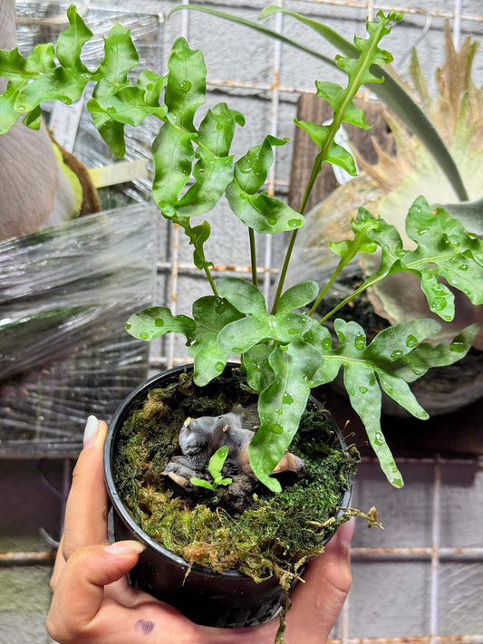 Lecanopteris “Yellow Tip” is a cultivated hybrid ant fern. Genetic studies indicate that L. luzonensis serves as the maternal parent, while L. pumila is likely the paternal parent. This hybrid is characterized by a hollow, medium-sized rhizome that emerges bright green with distinctive yellow tips when young, gradually maturing to a rich brown with age.