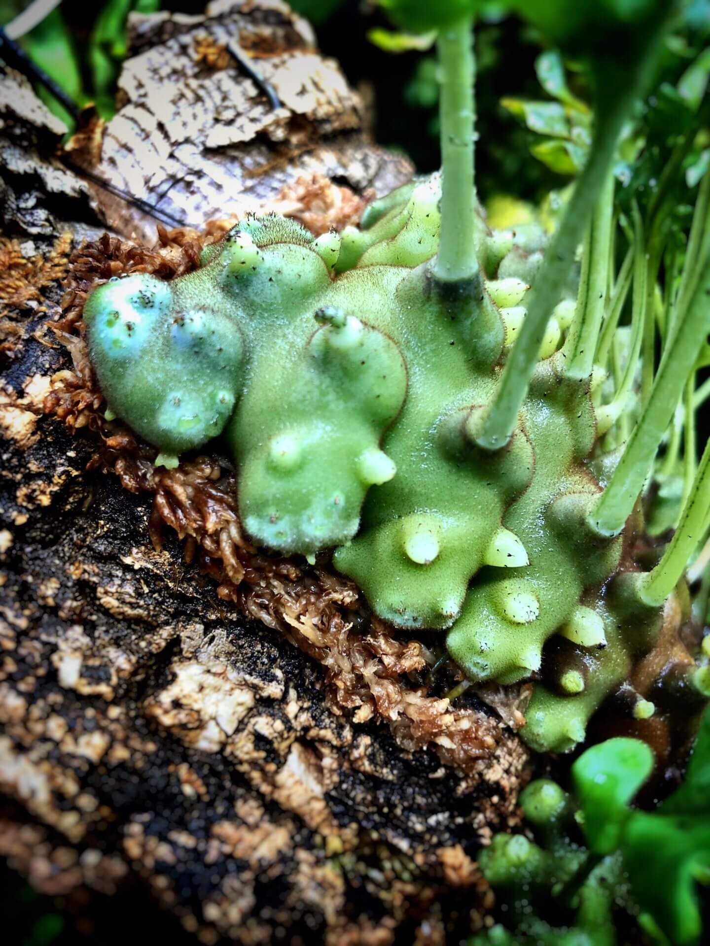 Lecanopteris balgooyi 'Ant Fern' for Sale – Begin With Plants
