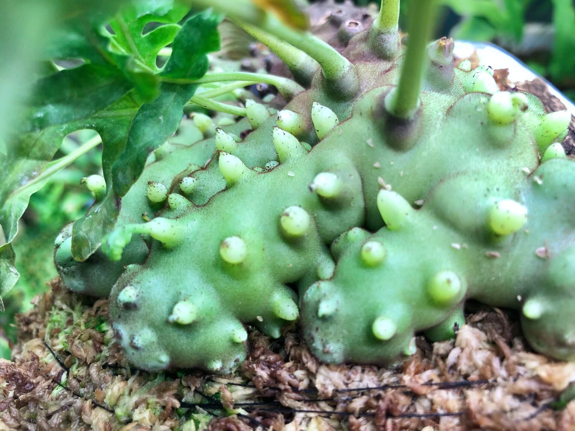 レカノプテリス バルゴイ Lecanopteris balgooyi #3 Lecanopteris balgooyi 'Ant Fern' for Sale – Begin With Plants