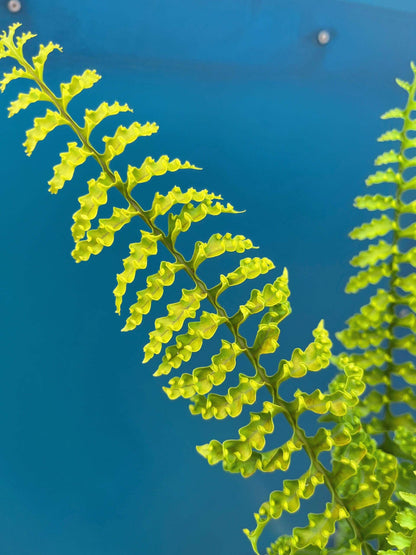 Lecanopteris luzonensis—commonly called the Luzon ant fern—is an epiphytic fern native to the island of Luzon in the Philippines. It features a swollen, hollow rhizome (caudex) that often houses ants, offering both shelter for insects and protective, nutrient-rich benefits for the fern.
