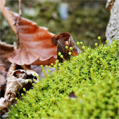 Bartramia pomiformis, commonly known as Apple Moss, is a species of moss belonging to the Bartramiaceae family and Bartramia genus. It typically grows in areas with high humidity, such as along streams, ditches, or on soil and rocks. The moss can grow in dense or sparse clumps, and mature colonies form bread-like clusters, while younger colonies are thinner. The plants are yellow-green, with brown interwoven pseudo-roots inside, growing to a height of 2-4 cm.