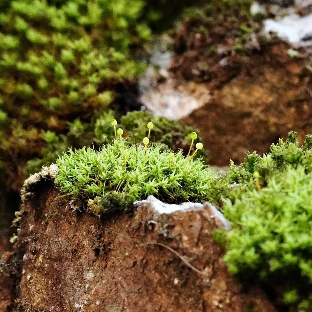 Bartramia pomiformis, commonly known as Apple Moss, is a species of moss belonging to the Bartramiaceae family and Bartramia genus. It typically grows in areas with high humidity, such as along streams, ditches, or on soil and rocks. The moss can grow in dense or sparse clumps, and mature colonies form bread-like clusters, while younger colonies are thinner. The plants are yellow-green, with brown interwoven pseudo-roots inside, growing to a height of 2-4 cm.