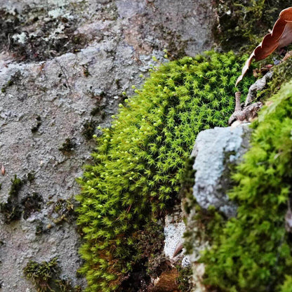 Bartramia pomiformis, commonly known as Apple Moss, is a species of moss belonging to the Bartramiaceae family and Bartramia genus. It typically grows in areas with high humidity, such as along streams, ditches, or on soil and rocks. The moss can grow in dense or sparse clumps, and mature colonies form bread-like clusters, while younger colonies are thinner. The plants are yellow-green, with brown interwoven pseudo-roots inside, growing to a height of 2-4 cm.