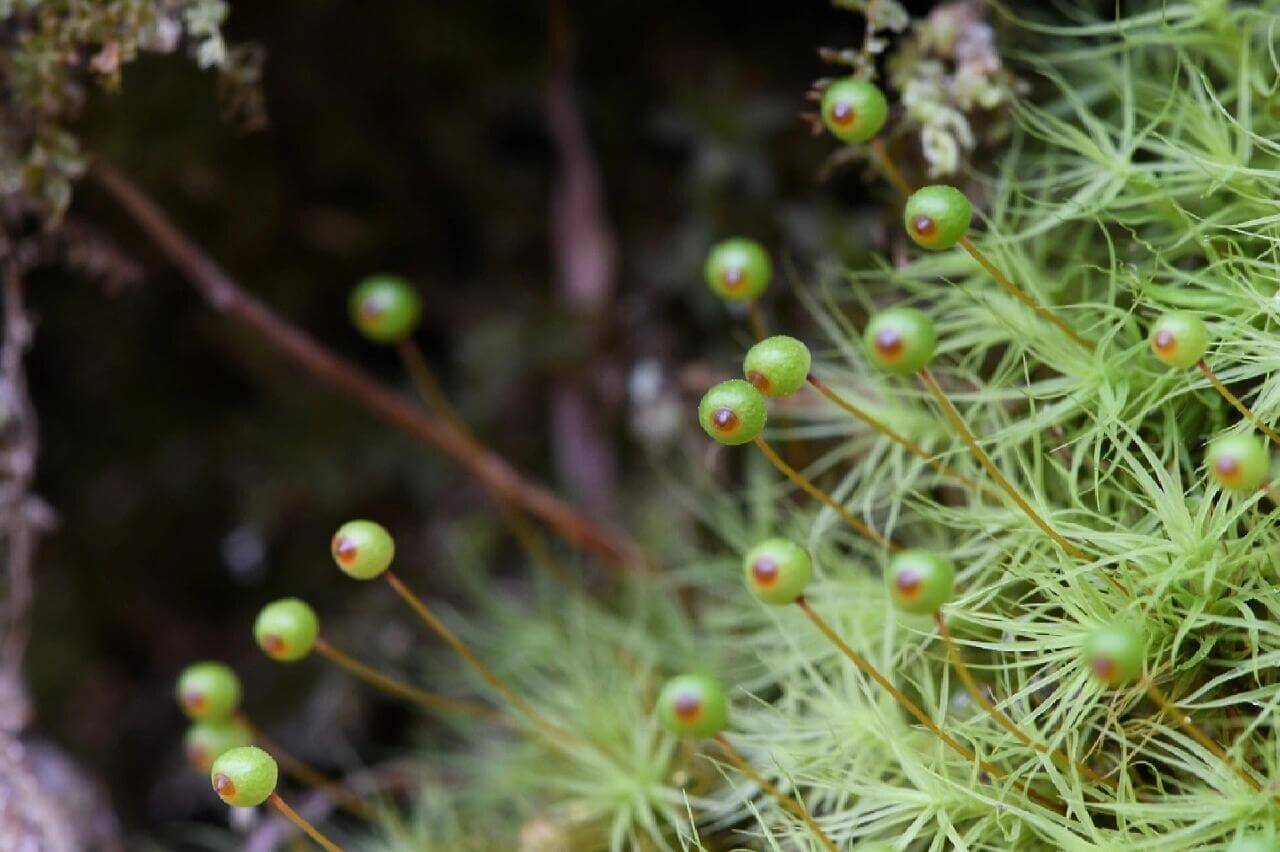 Bartramia pomiformis, commonly known as Apple Moss, is a species of moss belonging to the Bartramiaceae family and Bartramia genus. It typically grows in areas with high humidity, such as along streams, ditches, or on soil and rocks. The moss can grow in dense or sparse clumps, and mature colonies form bread-like clusters, while younger colonies are thinner. The plants are yellow-green, with brown interwoven pseudo-roots inside, growing to a height of 2-4 cm.