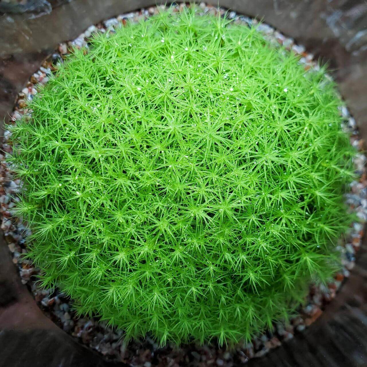 Bartramia pomiformis, commonly known as Apple Moss, is a species of moss belonging to the Bartramiaceae family and Bartramia genus. It typically grows in areas with high humidity, such as along streams, ditches, or on soil and rocks. The moss can grow in dense or sparse clumps, and mature colonies form bread-like clusters, while younger colonies are thinner. The plants are yellow-green, with brown interwoven pseudo-roots inside, growing to a height of 2-4 cm.