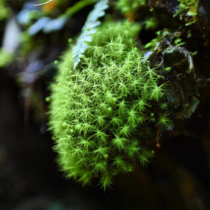Bartramia pomiformis, commonly known as Apple Moss, is a species of moss belonging to the Bartramiaceae family and Bartramia genus. It typically grows in areas with high humidity, such as along streams, ditches, or on soil and rocks. The moss can grow in dense or sparse clumps, and mature colonies form bread-like clusters, while younger colonies are thinner. The plants are yellow-green, with brown interwoven pseudo-roots inside, growing to a height of 2-4 cm.