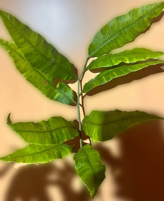 Archangiopteris latipinna is a fern species belonging to the Marattiaceae family, native to the subtropical regions of Yunnan, China. It is a member of the Archangiopteris group, characterized by its distinctive morphological features.