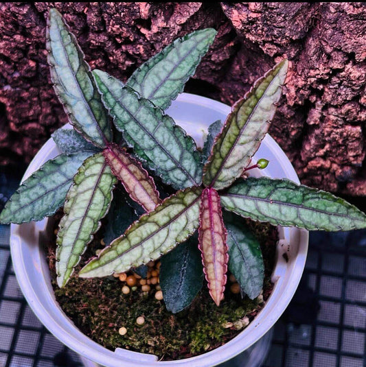 Ardisia violacea, or Violet-fruited Ardisia, is an elegant and striking plant native to Southeast Asia. Its glossy, dark green leaves and vibrant purple to violet fruits make it a standout addition to terrariums, tropical greenhouses, or any indoor plant collection. This compact shrub adds both beauty and color, thriving in environments with moderate light and high humidity, making it a perfect choice for indoor plant enthusiasts.