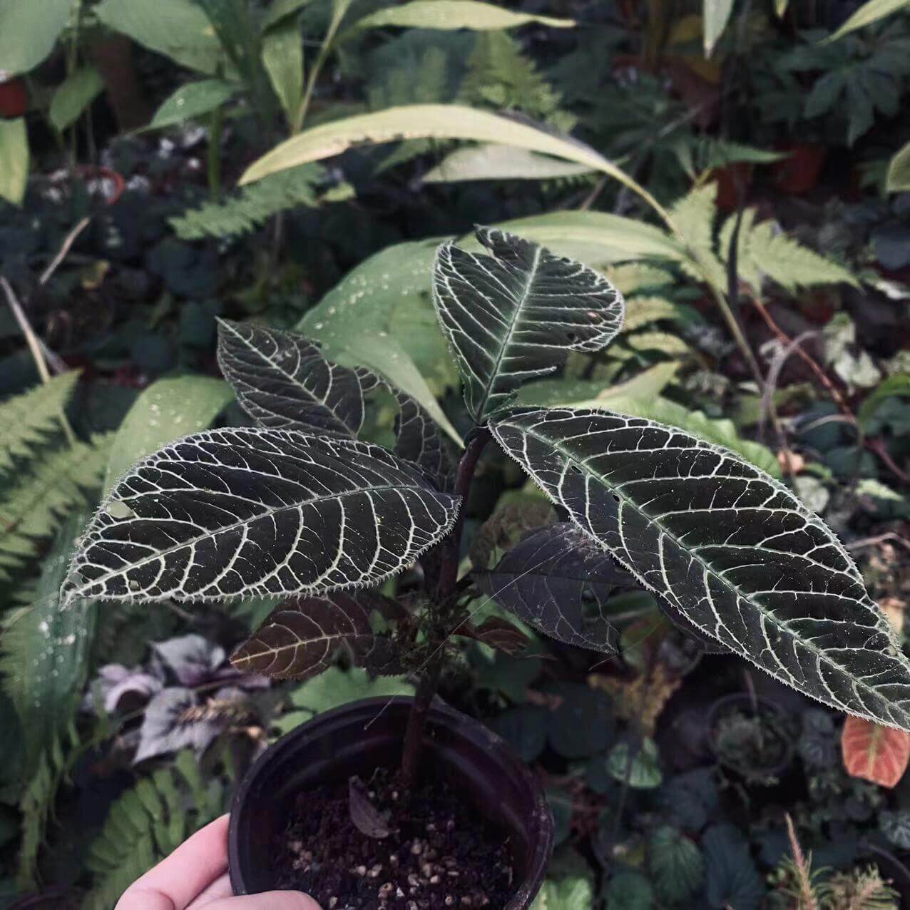 Ardisia gigantifolia, also known as the Giant Ardisia, is a rare and stunning plant native to Southeast Asia, particularly in regions such as southern China, Vietnam, Laos, and Thailand. This impressive species is part of the Primulaceae family and is admired for its large, leathery green leaves and unique growth characteristics. Its striking foliage and dense, bushy growth make it a captivating addition to any plant collection, ideal for both indoor spaces and tropical greenhouses.