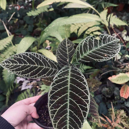 Ardisia gigantifolia, also known as the Giant Ardisia, is a rare and stunning plant native to Southeast Asia, particularly in regions such as southern China, Vietnam, Laos, and Thailand. This impressive species is part of the Primulaceae family and is admired for its large, leathery green leaves and unique growth characteristics. Its striking foliage and dense, bushy growth make it a captivating addition to any plant collection, ideal for both indoor spaces and tropical greenhouses.