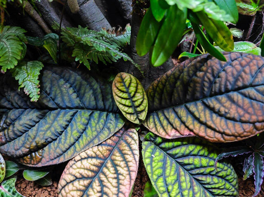Ardisia sp. Wrinkled Leaf features distinct wrinkled leaves with prominent veins, creating a textured and intricate appearance. The leaves are thick and layered, with a slightly rough surface that gives them a resilient, robust feel. The combination of the wrinkles and the visible vein structure highlights the plant's strong, durable nature.