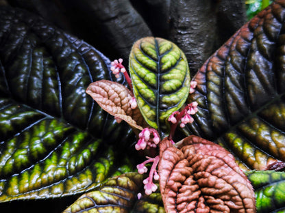Ardisia sp. Wrinkled Leaf features distinct wrinkled leaves with prominent veins, creating a textured and intricate appearance. The leaves are thick and layered, with a slightly rough surface that gives them a resilient, robust feel. The combination of the wrinkles and the visible vein structure highlights the plant's strong, durable nature.
