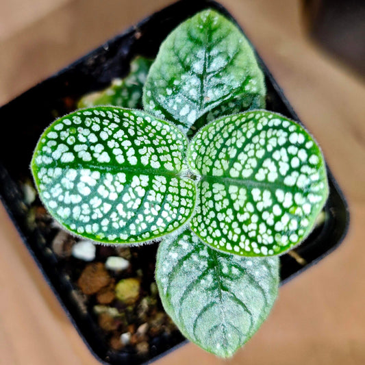 Argostemma sp. “White Snake”, a member of the genus Argostemma in the family Rubiaceae, is native to Borneo. Its green leaves are marked by a distinct central white vein and scattered white speckles across the surface, creating a delicate yet striking look. With its preference for humid, shaded conditions, this species is especially well suited for terrarium or vivarium culture.