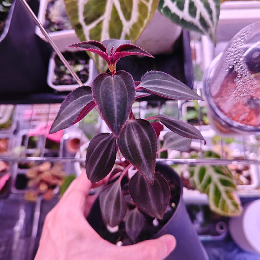 Arthrostemma parvifolium is a rare ornamental plant native to Central America, belonging to the Melastomataceae family. It is appreciated by plant enthusiasts for its unique foliage and vibrant flowers.