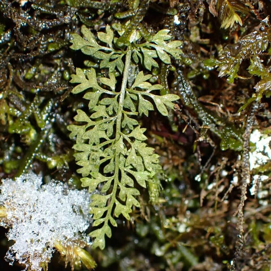 Asplenium capillipes is a miniature fern native to temperate regions of East Asia, including the Himalayas, China, Japan, Korea, and Taiwan. It thrives in cool, humid environments, typically growing in limestone caves at altitudes of 2,000 to 2,700 meters. In its native habitat, it often grows alongside mosses, creating a lush, natural display. Known for its finely divided fronds and cold tolerance, this fern is a unique addition to any plant collection, especially for experienced growers.