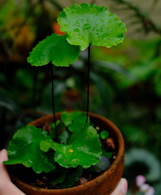 Asplenium delavayi is a rare fern native to the humid, temperate regions of Southwest China, Nepal, Sikkim, Thailand, Vietnam, and Laos. This fern typically grows in moist, shaded environments such as tree trunks or rocks in forested areas. It is valued for its unique, attractive foliage, which adds a touch of natural beauty to any garden or indoor space.
