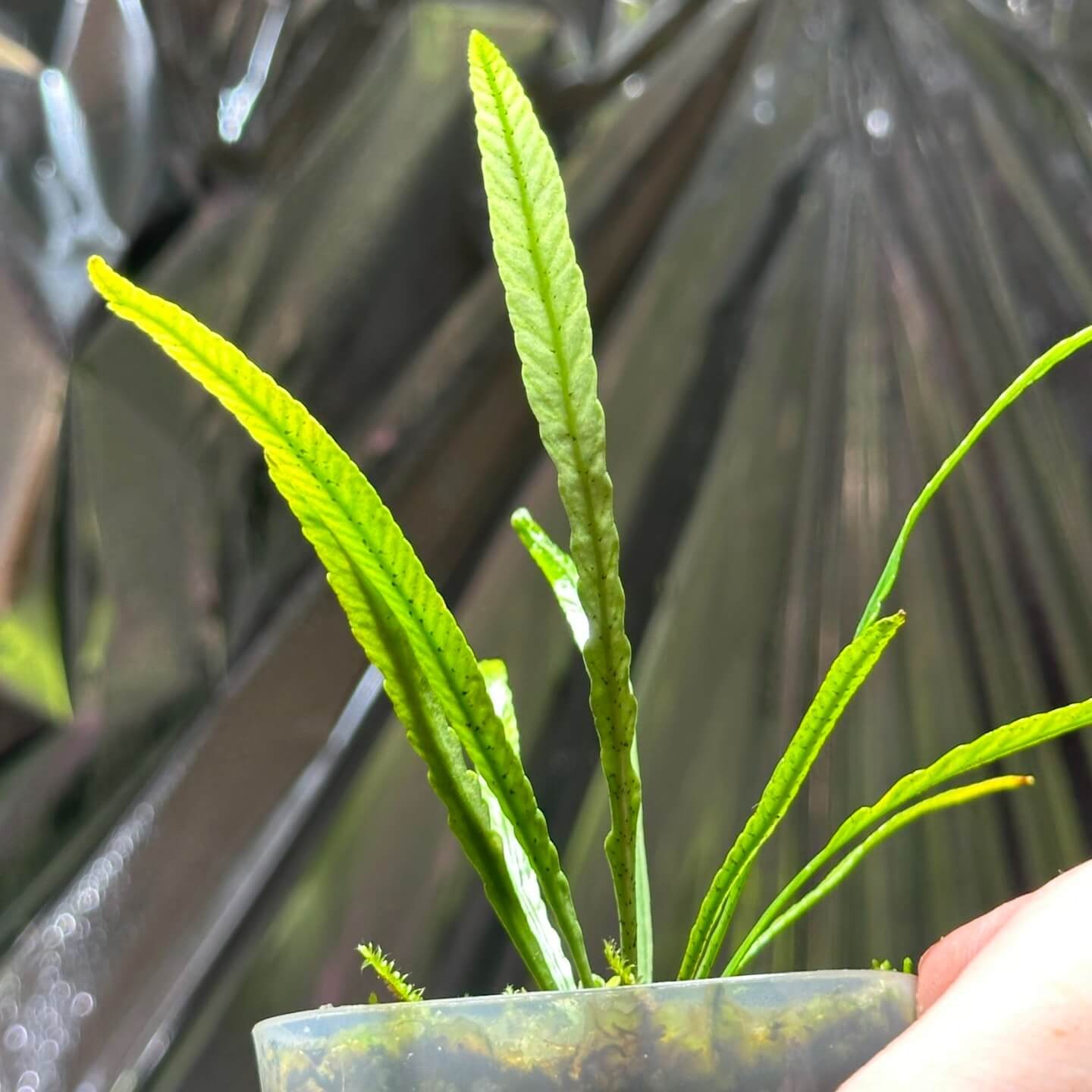 Asplenium scortechinii is a rare epiphytic or lithophytic fern belonging to the Aspleniaceae family. It is native to the tropical regions of Southeast Asia, especially found in countries like Malaysia, Indonesia, Thailand, Laos, and Myanmar. This fern is known for its bird-nest like growth habit and attractive glossy fronds. It thrives in humid and shaded environments, often found growing in rainforests, on rocks or tree trunks.