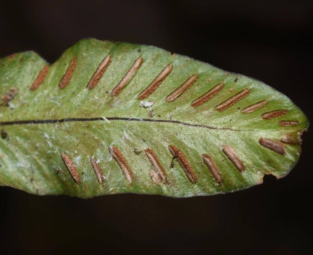 Asplenium speluncae, a small epiphytic fern from the Aspleniaceae family and Asplenium genus, is a unique species within the single-leaf group of the Asplenium genus. Its distinguishing feature is the continuous black border along the leaf edges, a rare characteristic among ferns. The leaves form a rosette, adding to its high ornamental value.