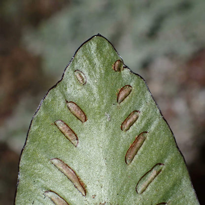 Asplenium speluncae, a small epiphytic fern from the Aspleniaceae family and Asplenium genus, is a unique species within the single-leaf group of the Asplenium genus. Its distinguishing feature is the continuous black border along the leaf edges, a rare characteristic among ferns. The leaves form a rosette, adding to its high ornamental value.
