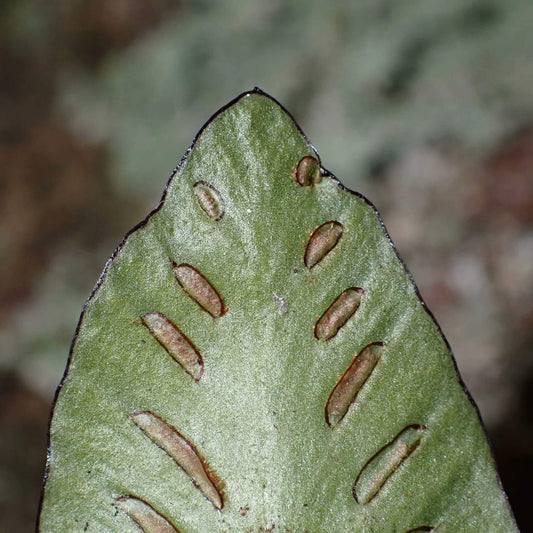 Asplenium speluncae, a small epiphytic fern from the Aspleniaceae family and Asplenium genus, is a unique species within the single-leaf group of the Asplenium genus. Its distinguishing feature is the continuous black border along the leaf edges, a rare characteristic among ferns. The leaves form a rosette, adding to its high ornamental value.