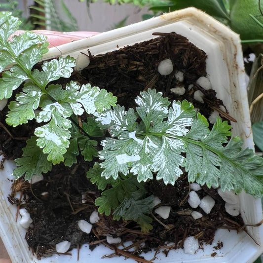 Asplenium toramanum is a fern species in the genus Asplenium, family Aspleniaceae, characterized by its striking silvery-gray fronds with a metallic sheen. It is a small-sized spleenwort that naturally grows around 900 m elevation, typically inhabiting limestone (karst) environments, where it thrives on rocky, shaded, and humid substrates.